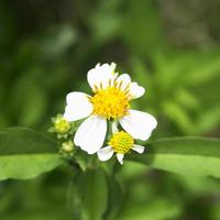 flores blancas en el lado del jardín. foto