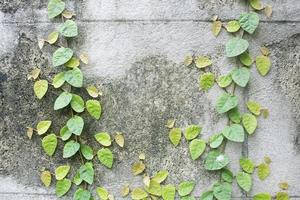 Old wall with ivy plant photo