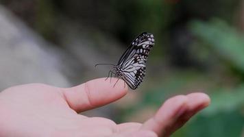 Schmetterling zur Hand. video