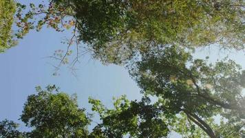 vista de baixo para cima da exuberante folhagem verde de árvores no céu claro com sol da tarde. férias de verão video