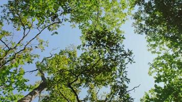 nedifrån och upp vy av frodiga gröna bladverk av träd på klar himmel med eftermiddagssol. sommarsemester video