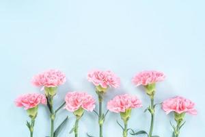 Beautiful blooming pink carnations isolated on bright light blue background, copy space, flat lay, top view, mock up, may mothers day idea concept photography photo