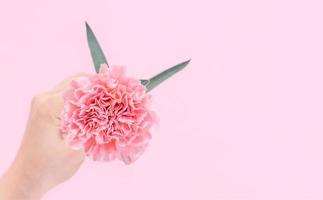 Woman giving a single elegance blooming baby pink color tender carnation isolated on bright pink background, greeting and decor design concept, top view, close up, copy space photo
