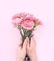 Woman giving bunch of elegance blooming baby pink color tender carnations isolated on bright pink background, mothers day decor design concept, top view, close up, copy space photo