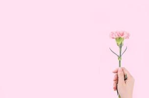 Woman giving a single elegance blooming baby pink color tender carnation isolated on bright pink background, greeting and decor design concept, top view, close up, copy space photo