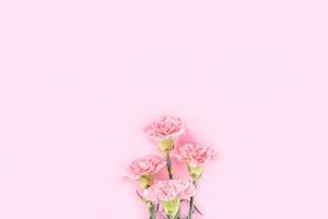 Beautiful elegance blooming baby pink color tender carnations in row isolated on bright pink background, mothers day greeting design concept,top view,flat lay,close up,copy space photo