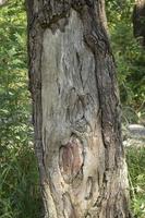 tree trunk with peeled and heeled bark photo