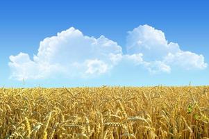 ripe wheat field photo