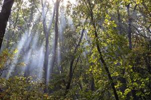 trees in the summer forest photo