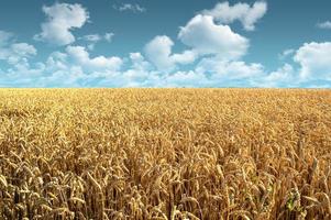 wheat field landscape with clouds photo