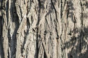 deciduous tree bark background photo