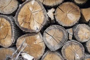chopped oak firewood photo