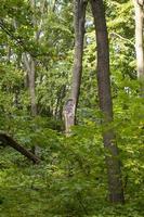 tree with a chipped branch in a summer forest photo