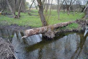 sawn tree near the water photo