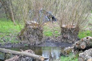 stumps and sawn tree lying on the shore photo