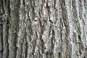 textura de fondo de corteza de árbol foto