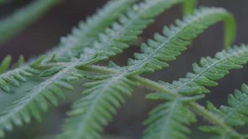 close-up da bela folha de samambaia texturizada na natureza. fundo de samambaias naturais na floresta. video