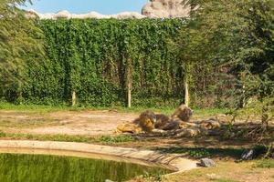 lions group relaxing photo