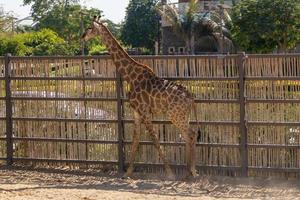 giraffe in the park photo