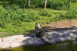 baboon sitting on the ground photo