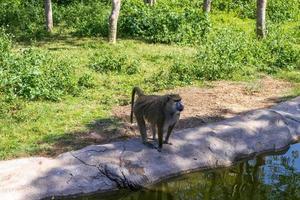 baboon on the ground photo