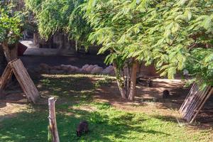 canguro en el zoológico foto