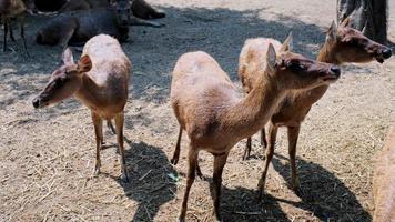 lindos rebaños de ciervos esperan comida en el parque safari en un cálido día de verano. video