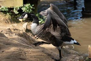 Canada goose climbing out of Ifield Mill pond photo