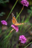 Close up of a Painted Lady butterfly photo
