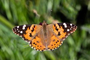 Close up of a Painted Lady butterfly photo