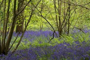 Bluebells in Staffhurst Woods near Oxted Surrey photo