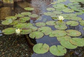 Coins in a Water Lily pond