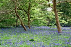 Bluebells in Full Bloom photo