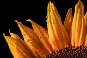 gotas de lluvia sobre pétalos de girasol foto