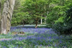 Bluebells in Full Bloom photo