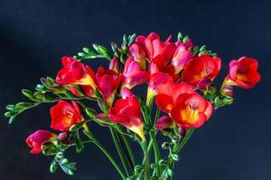Close-up of red and yellow freesias photo
