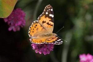 primer plano de una dama pintada mariposa foto