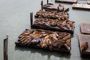 leones marinos de california en san francisco foto