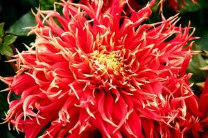 A Magnificent Red Dahlia in Butchart Gardens photo