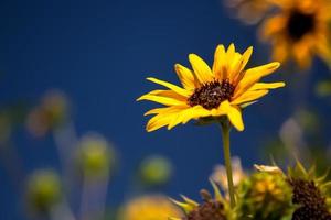California Sunflower in full bloom photo