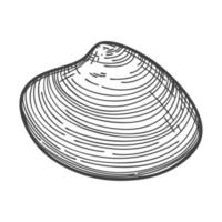 Hand-drawn seashells. An empty, closed, flat, oval solid shell of a mollusc or snail. Sketch style, engraved drawing. Black and white illustration isolated on a white background