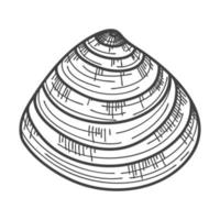 conchas marinas dibujadas a mano. una concha sólida vacía, cerrada, plana, ovalada de un molusco o caracol. estilo boceto, dibujo grabado. ilustración en blanco y negro aislada en un fondo blanco vector