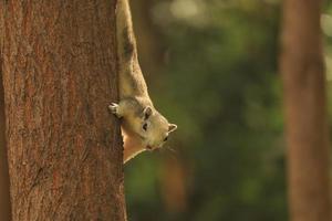 squirrel eating food on a tree . Cute and funny animal in forest .