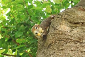 squirrel eating food on a tree . Cute and funny animal in forest .