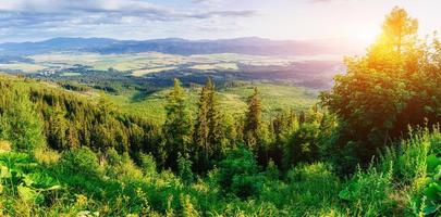 wildflowers in the mountains at sunset photo