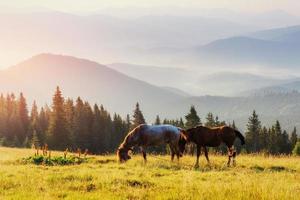 Horses, on grass at high-land pasture  Carpathian Mountains in rays of sunset photo