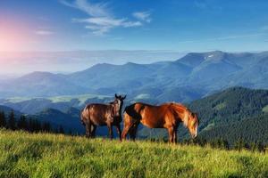 caballos, sobre la hierba en los pastos de las tierras altas de las montañas de los Cárpatos en los rayos del sol foto