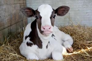 Baby cow calf in a cage. photo