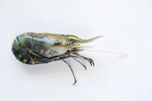 close up of raw king prawn on white background photo