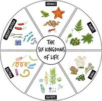 Diagram showing six kingdoms of life vector